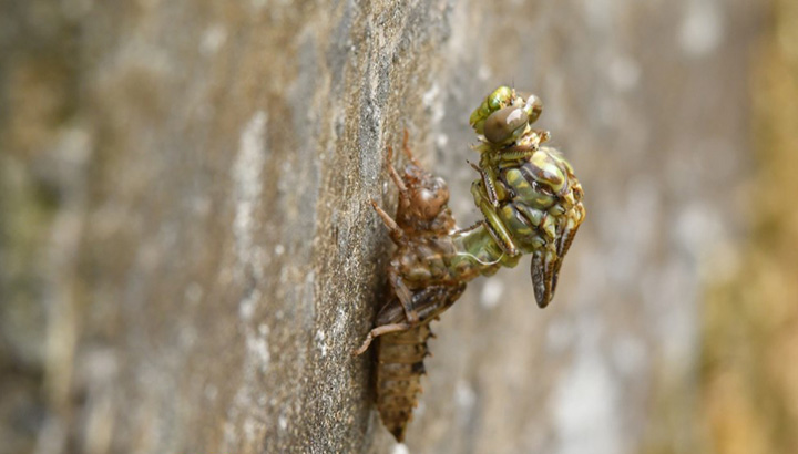 Atelier d'identification des exuvies d'odonates